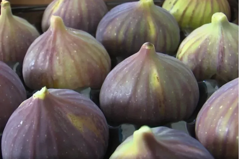 “UYMSİB: Bursa siyah inciri ihracatında zor yıl”