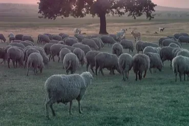 Küçükbaş ve sürü sağlığı ödemeleri artıyor!