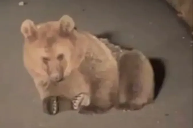 Yaralı bozayı Kars