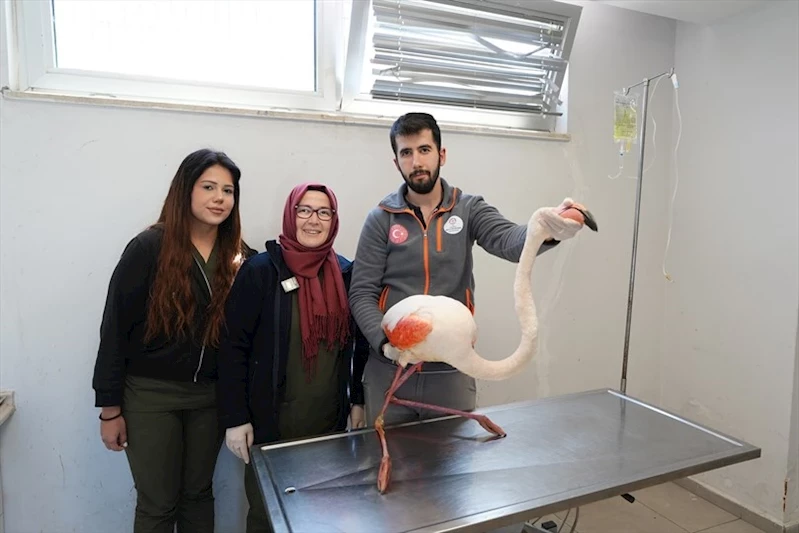 Yaralı flamingo Denizli Büyükşehir