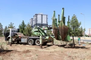 Kaldırılması zorunlu olan ağaçlar Kent-1 Ormanlık Alanı’na nakledildi