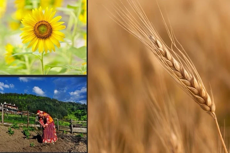 Türkiye tarımsal hasılada rekor kırdı! Tarımsal hasıla 70 milyar dolar sınırını aştı