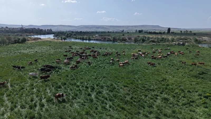 Büyükşehir’in Mera Vasfı Kazandırdığı 400 Dekar Alanda 1500 Büyükbaş Otluyor