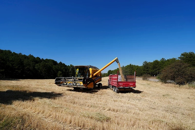PAMUKKALE BELEDİYESİ 40 TON ARPA ÜRETTİ