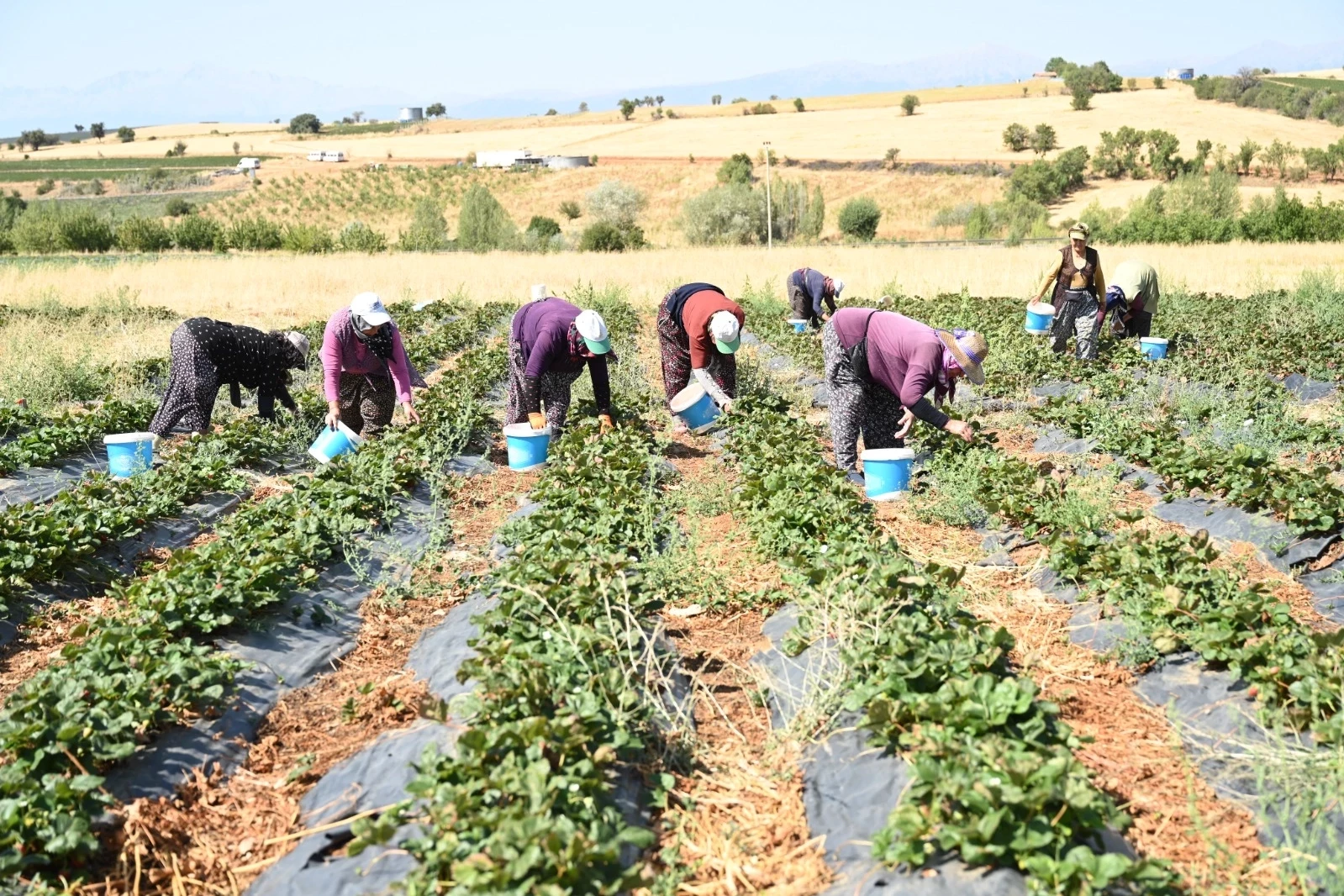Coğrafi işaretli çileğin hasadı başladı
