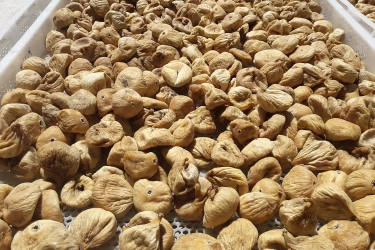 Kuru incirde üreticilere 19 bin kerevet dağıtıldı