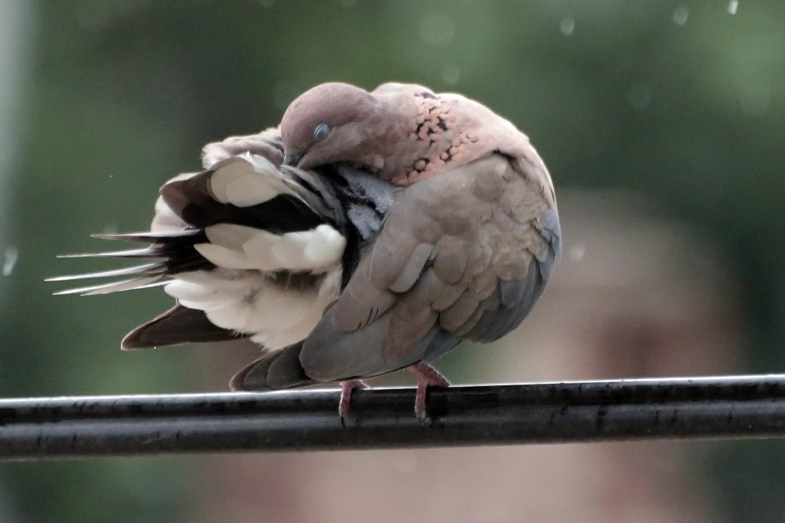 Bursa Yenişehir’de kuşların banyo keyfi